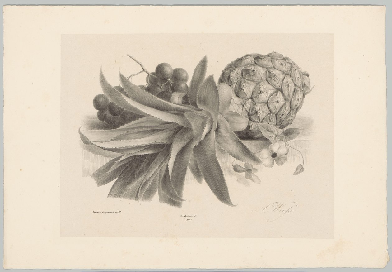 Pineapple and Grapes by Anton Weiss