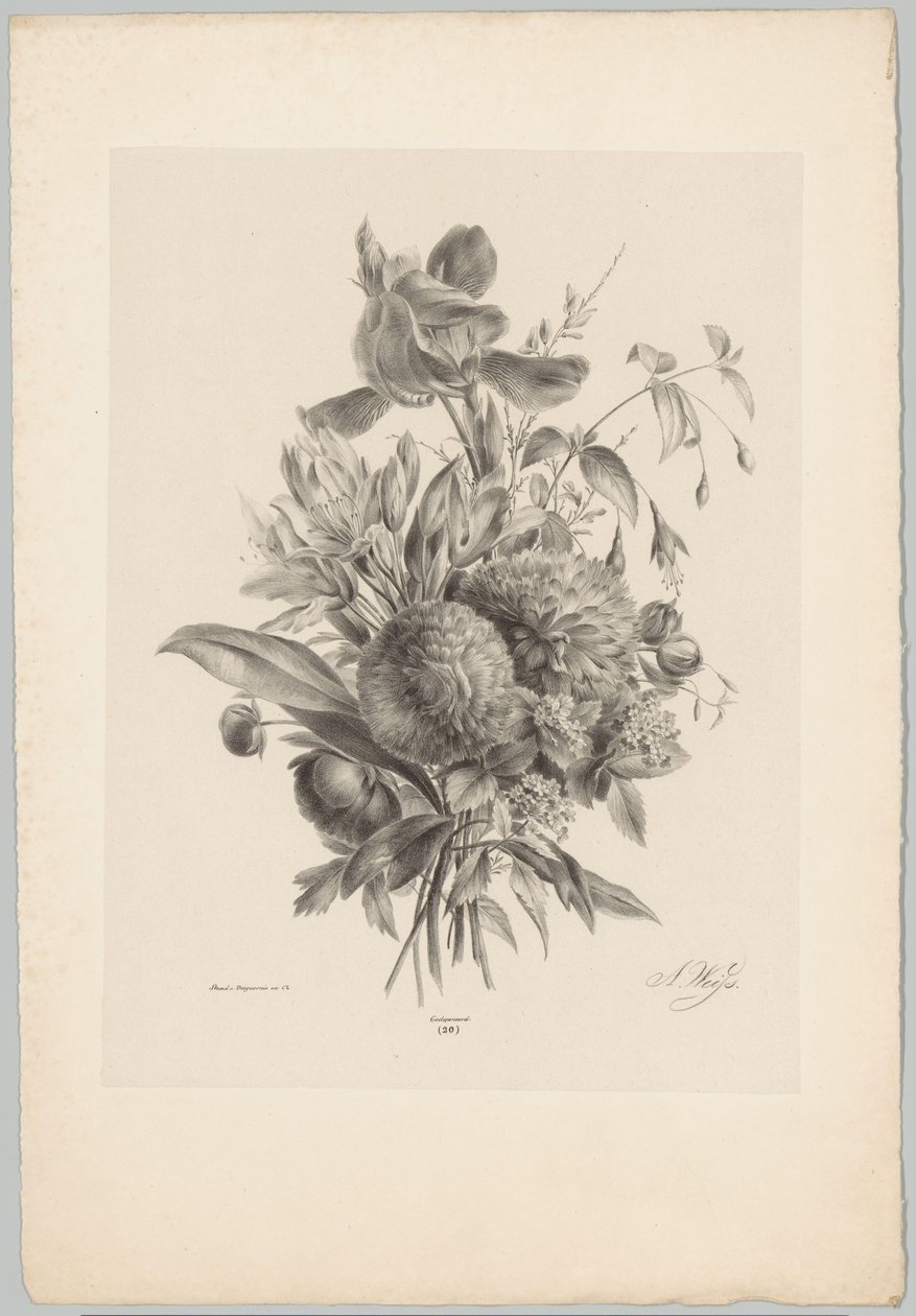 Carnations and Lilies (Flower and Fruit Studies, 10th installment) by Anton Weiss
