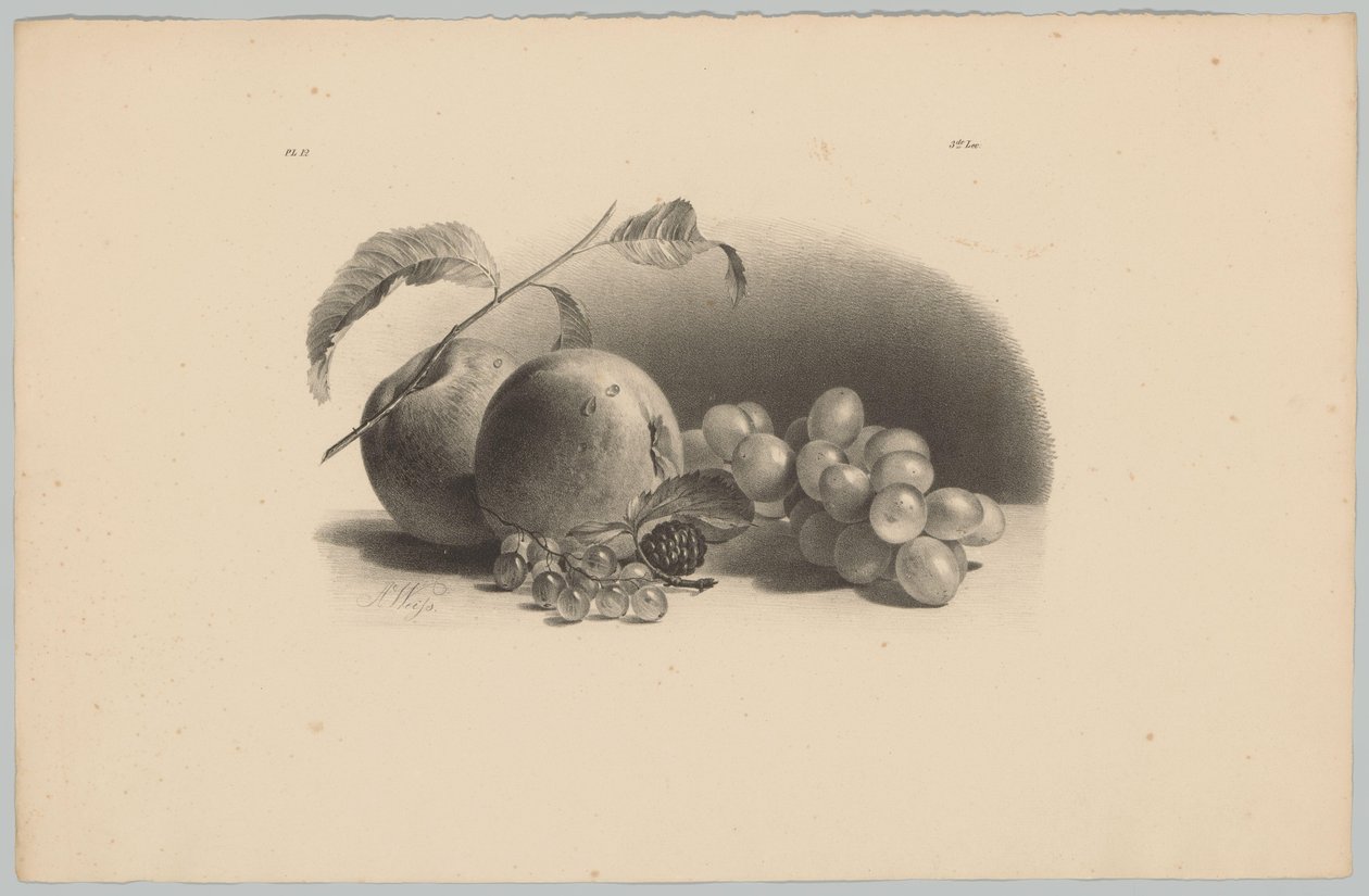 Apples, Berries, Blackberry, and Grapes (Flower and Fruit Studies, 3rd Issue) by Anton Weiss