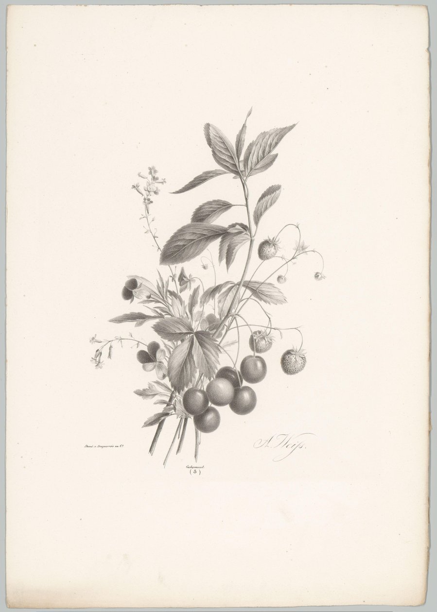 Flowers, Strawberries, and Cherries (Flower and Fruit Studies, 10th Issue) by Anton Weiss