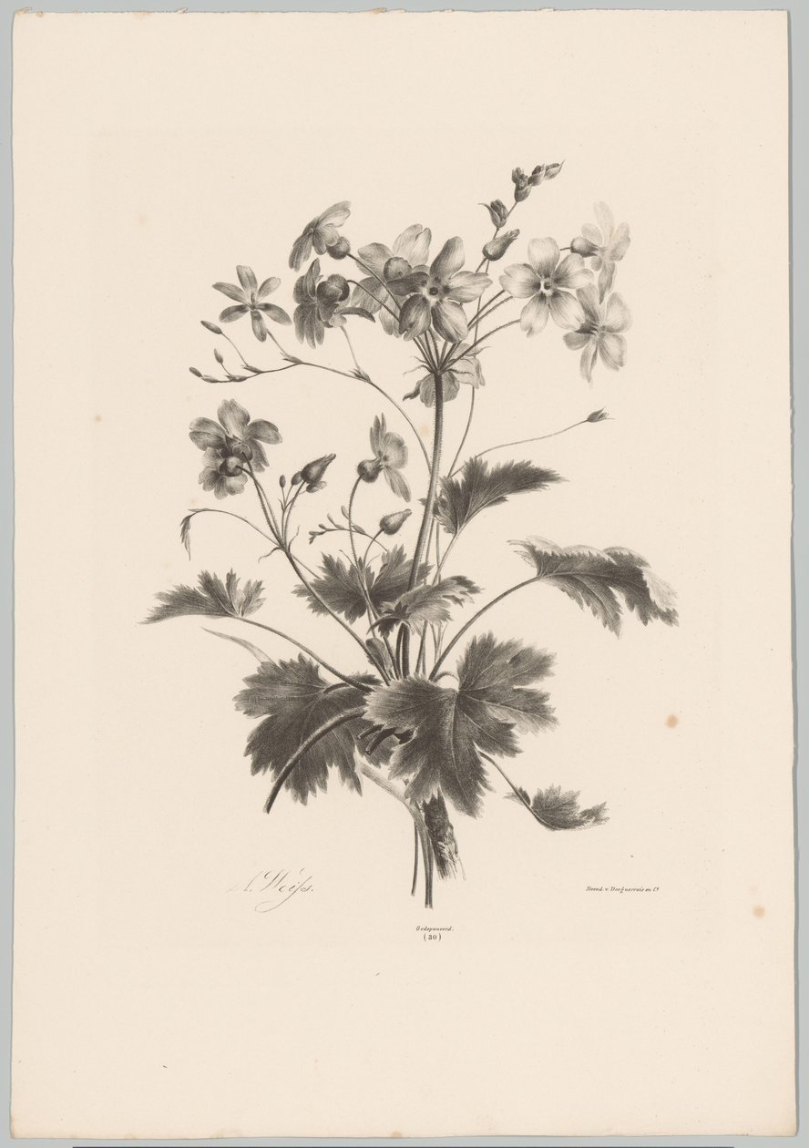 Flowers with Thorns (Flower and Fruit Studies, 10th installment) by Anton Weiss