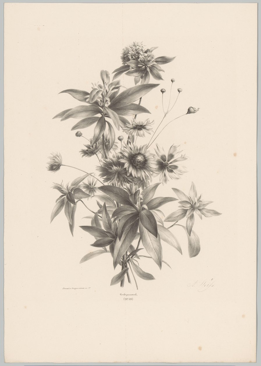 Various Flowers (Flower and Fruit Studies, 10th installment) by Anton Weiss