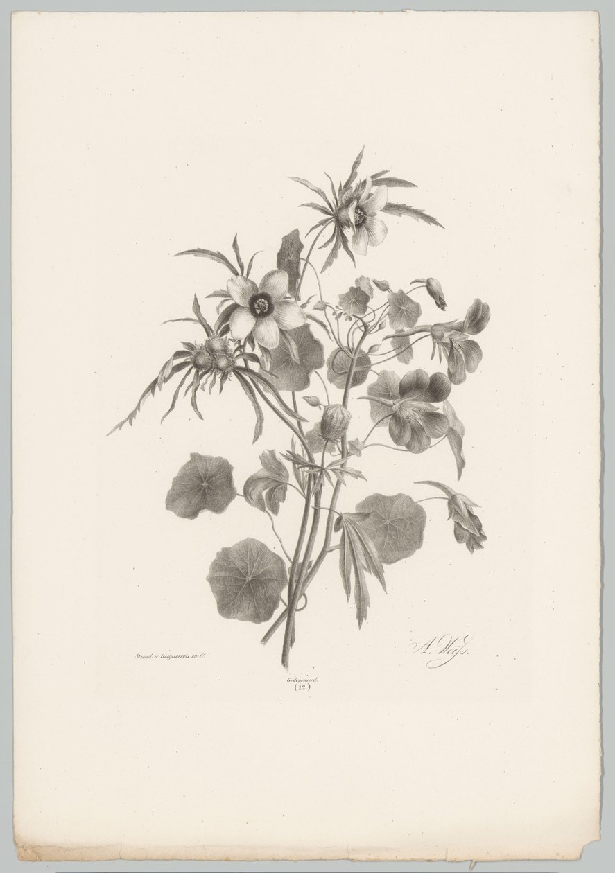Various Flowers (Flower and Fruit Studies, 10th installment) by Anton Weiss