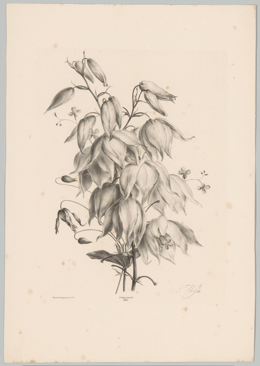 Hanging Flowers (Flower and Fruit Studies, 10th installment) by Anton Weiss