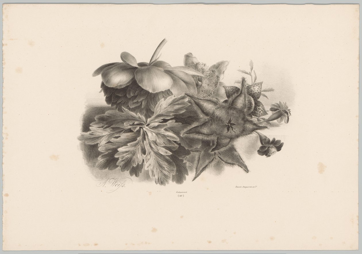 Passionflowers and Leaves by Anton Weiss