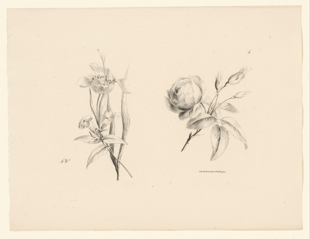 Rose and Other Flowers by Anton Weiss