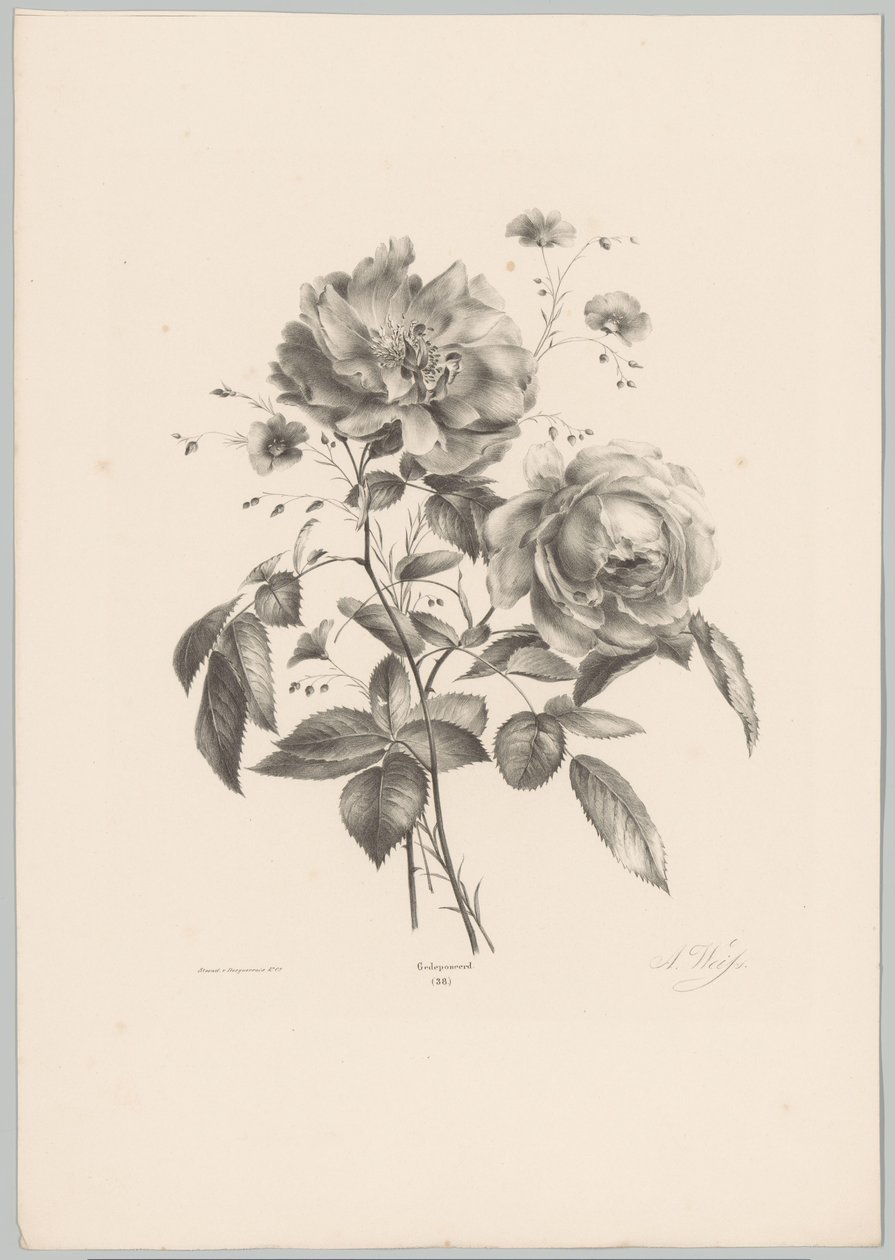 Rose and Carnation-like Flower (Flower and Fruit Studies, 10th Issue) by Anton Weiss