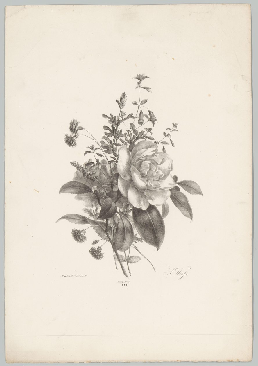 Roses, Carnations, and Fuchsia (Flower and Fruit Studies, 10th Issue) by Anton Weiss