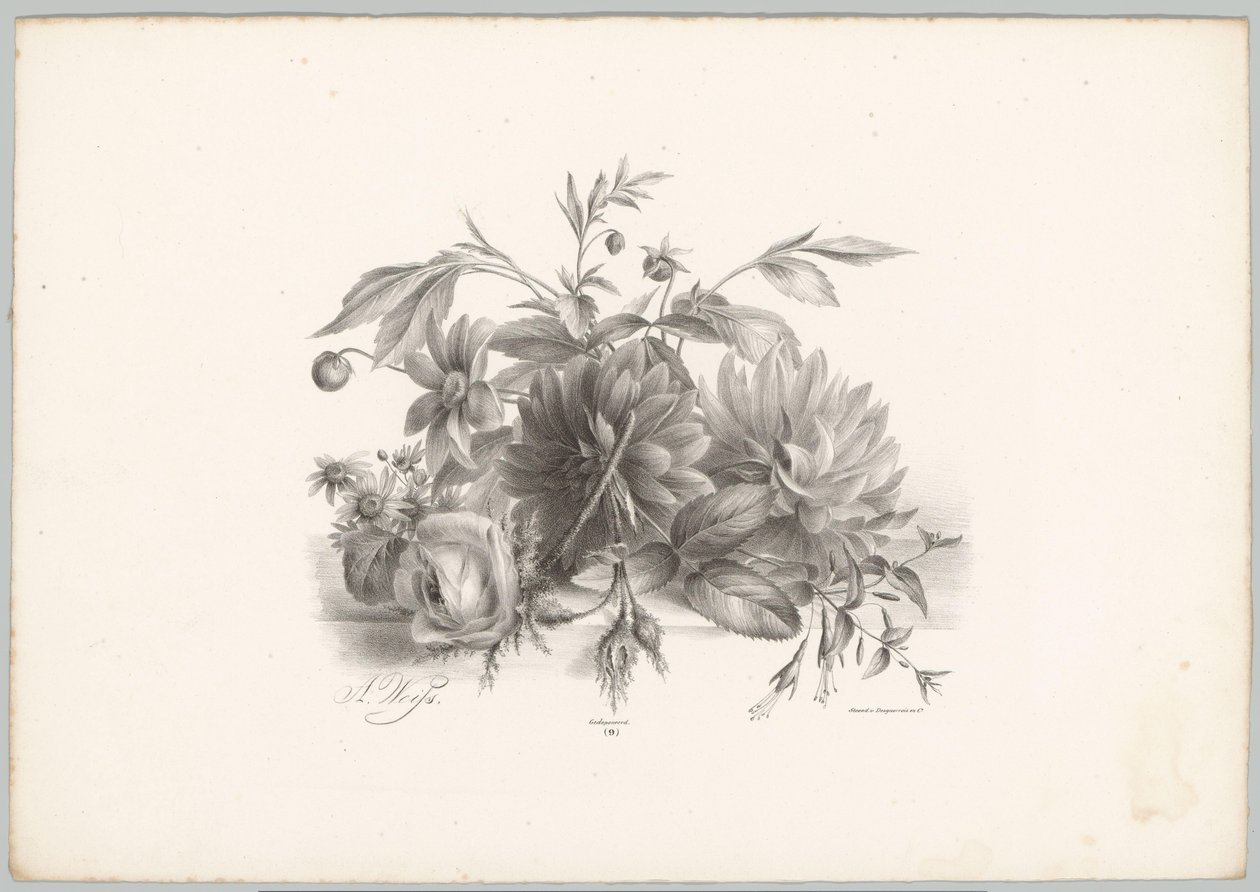 Roses, Dahlias, and Fuchsia by Anton Weiss