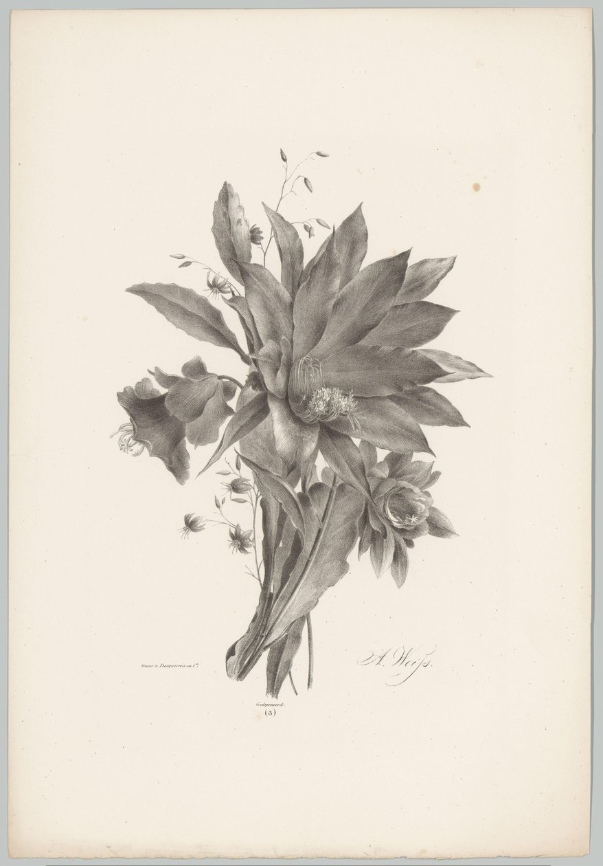 Star- and Bell-shaped Flowers by Anton Weiss