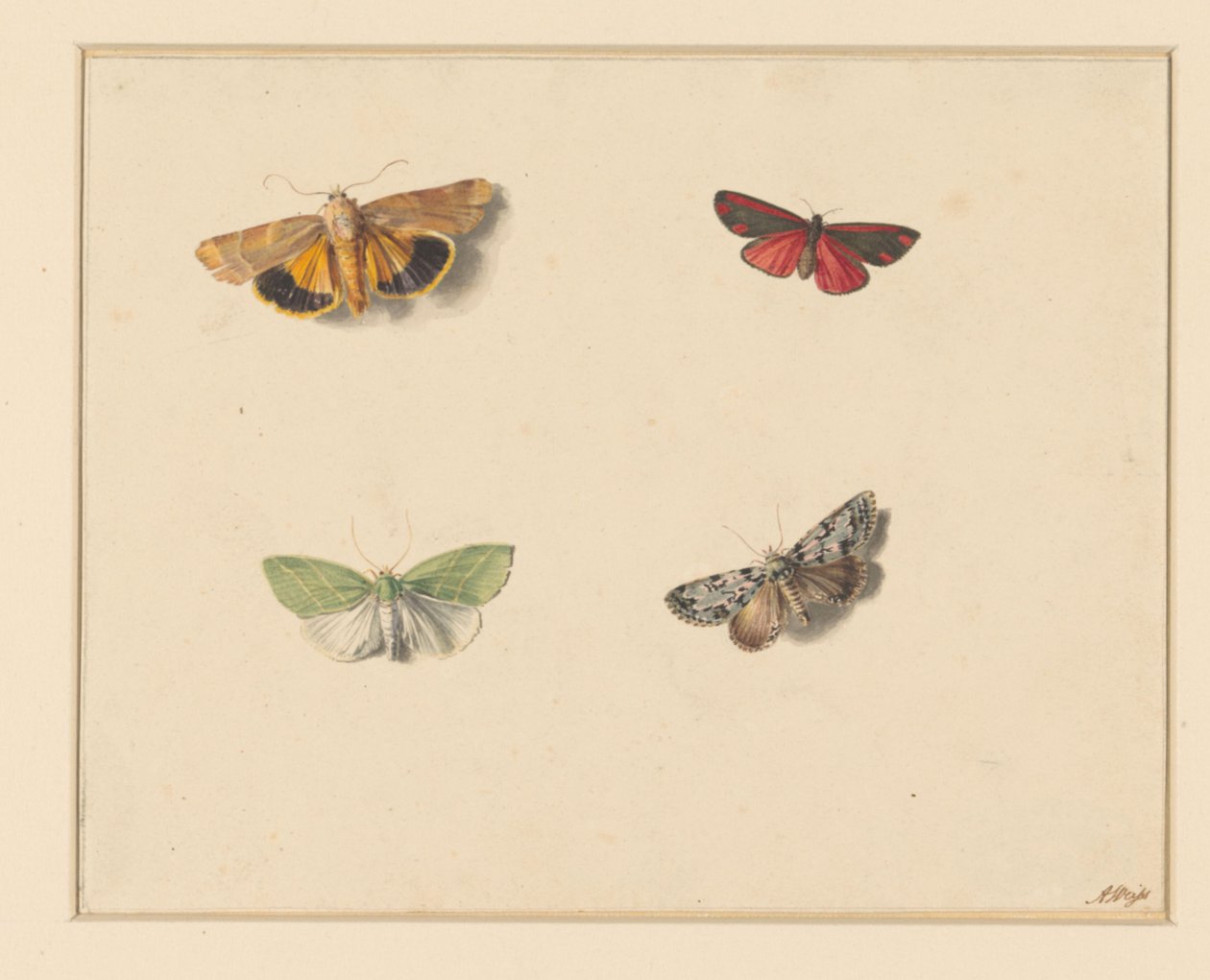 Four Butterflies by Anton Weiss