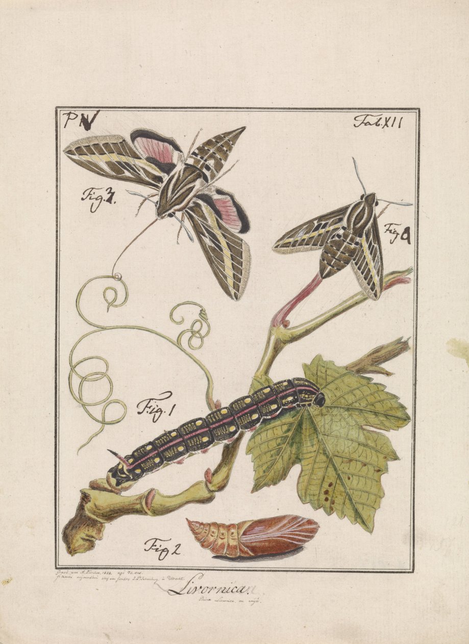 From Caterpillar to Butterfly (Livornica) by Antoni Zürcher