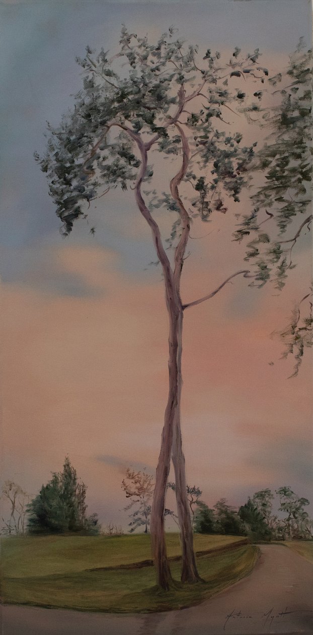 Tapeley Park trees, 2013 by Antonia Myatt