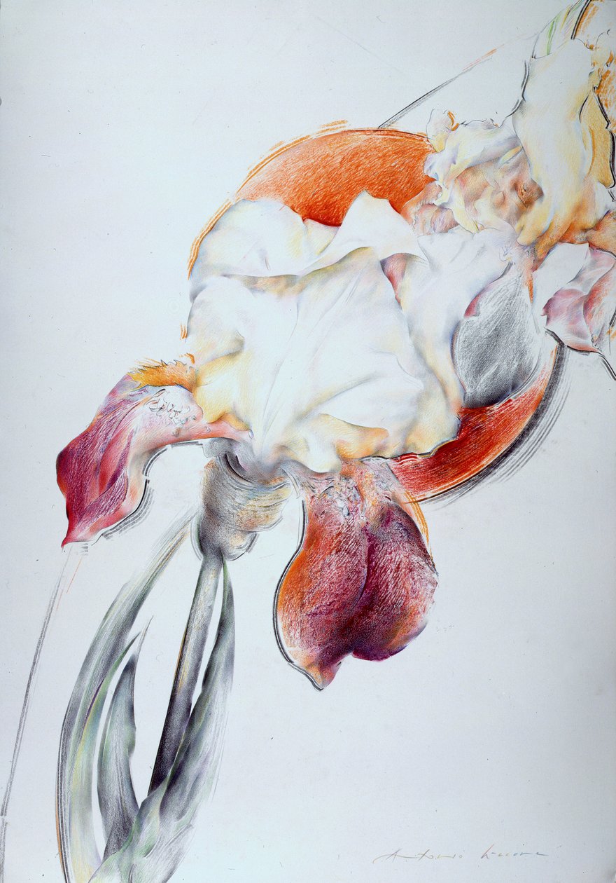 Iris - Composition IV by Antonio Ciccone