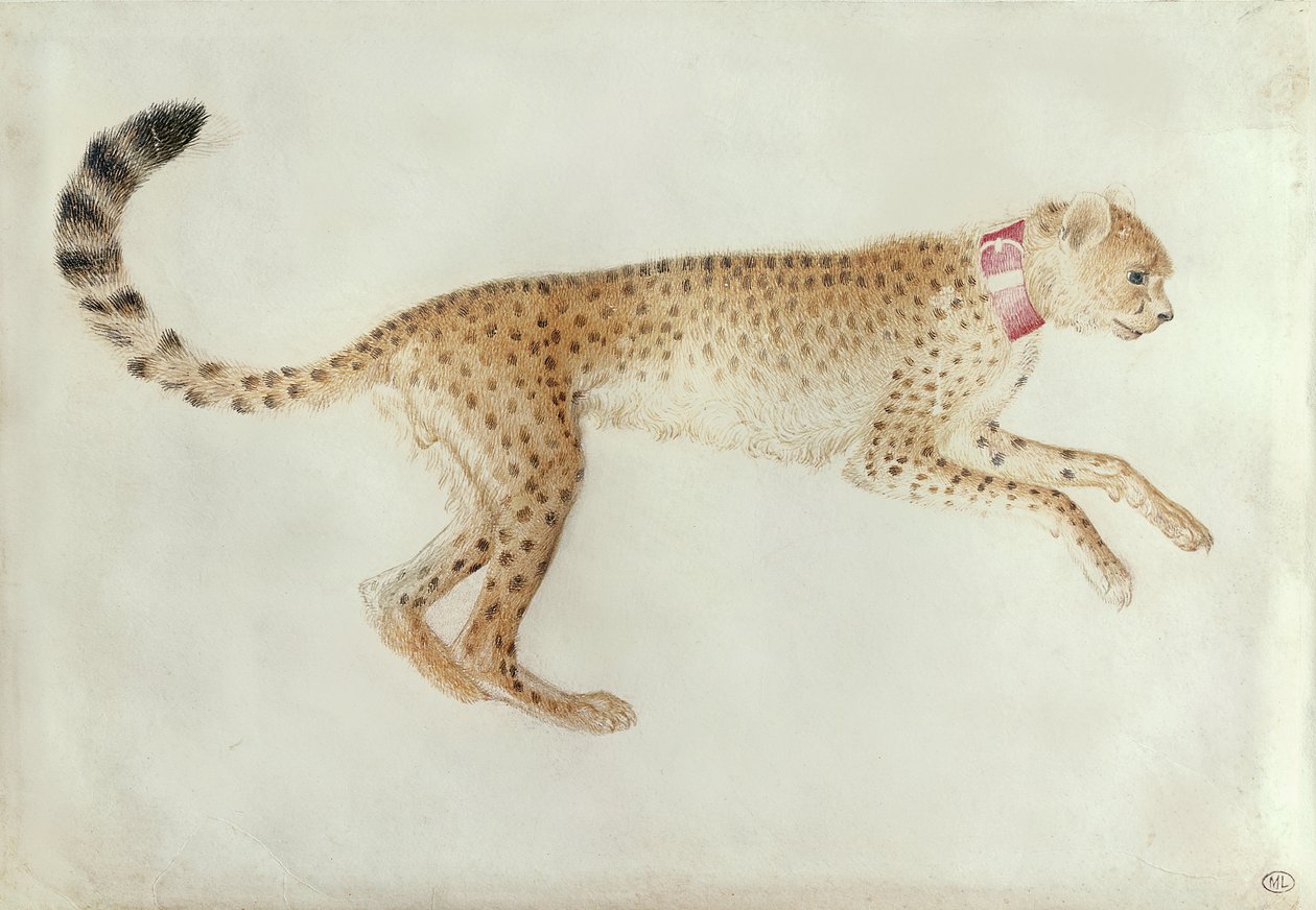 Bounding cheetah with a red collar by Antonio Pisanello