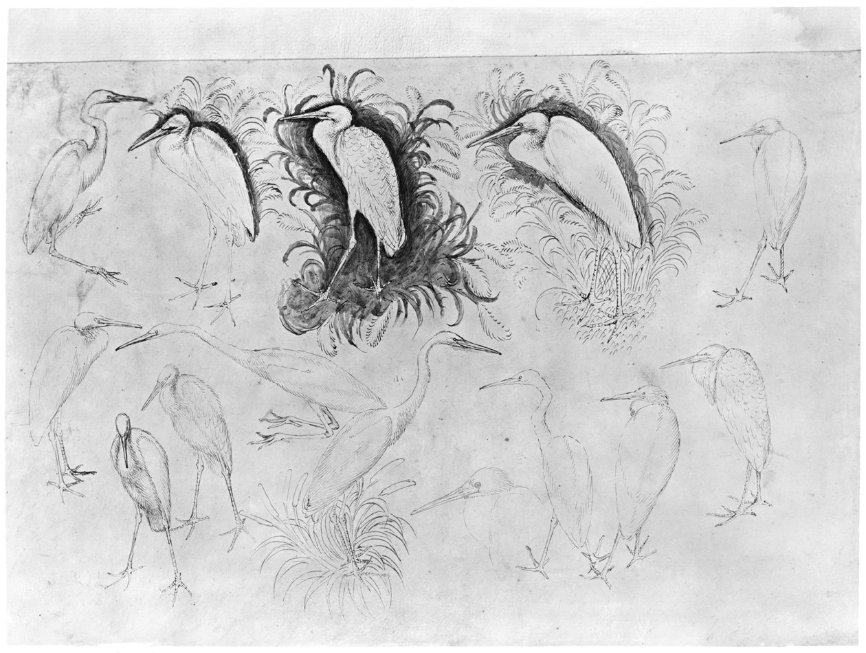 Fourteen Egrets, from the The Vallardi Album by Antonio Pisanello