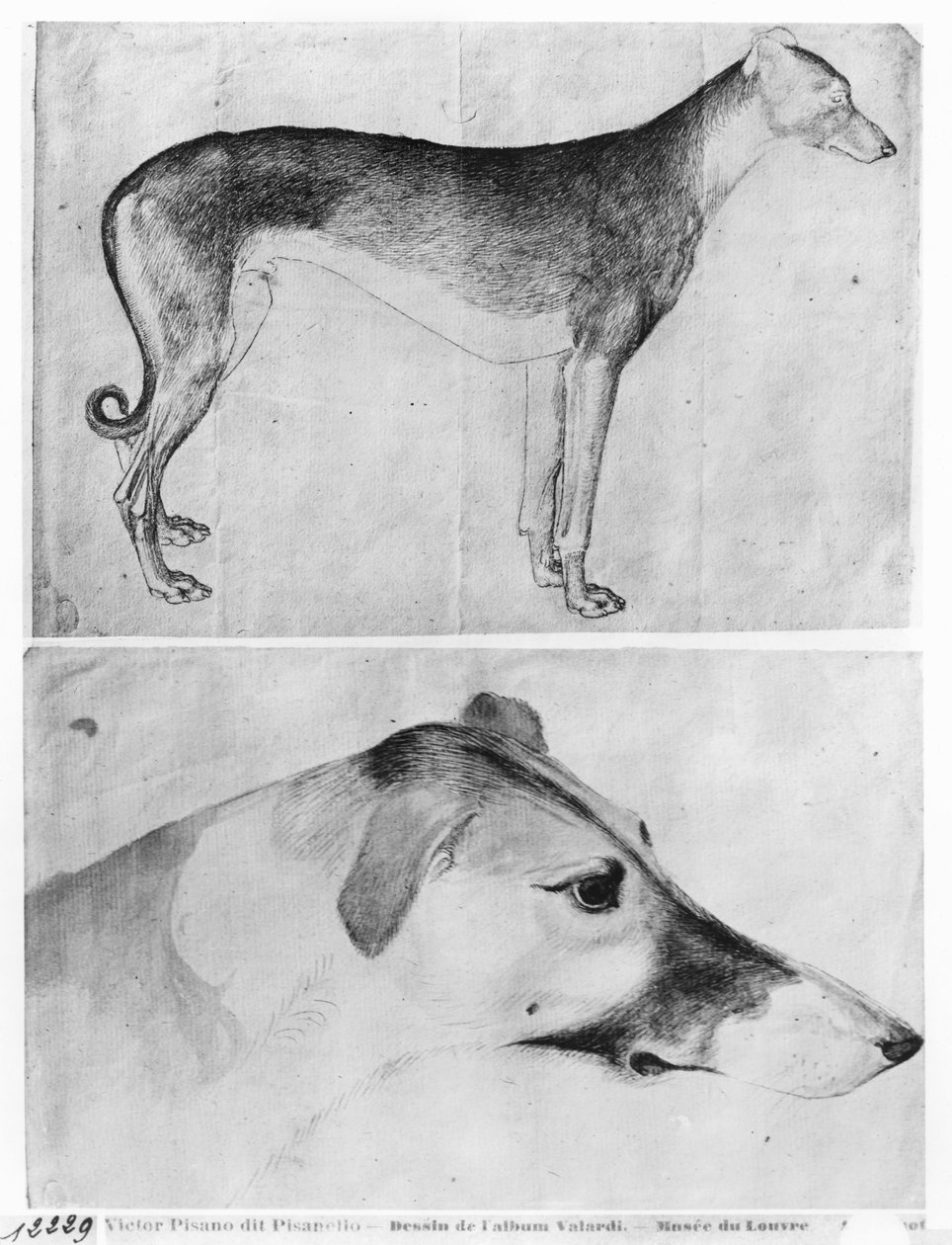 Greyhound and Head of a Greyhound, from the The Vallardi Album by Antonio Pisanello