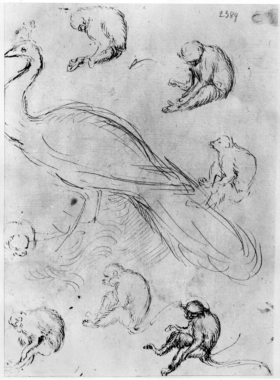 Peacock and Six Monkeys, from The Vallardi Album by Antonio Pisanello