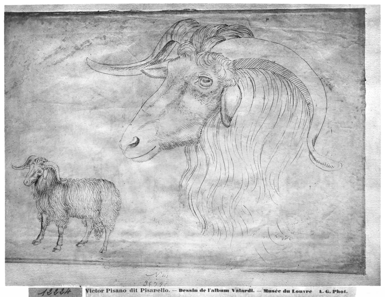 Ram and Head of a Ram, from the The Vallardi Album by Antonio Pisanello