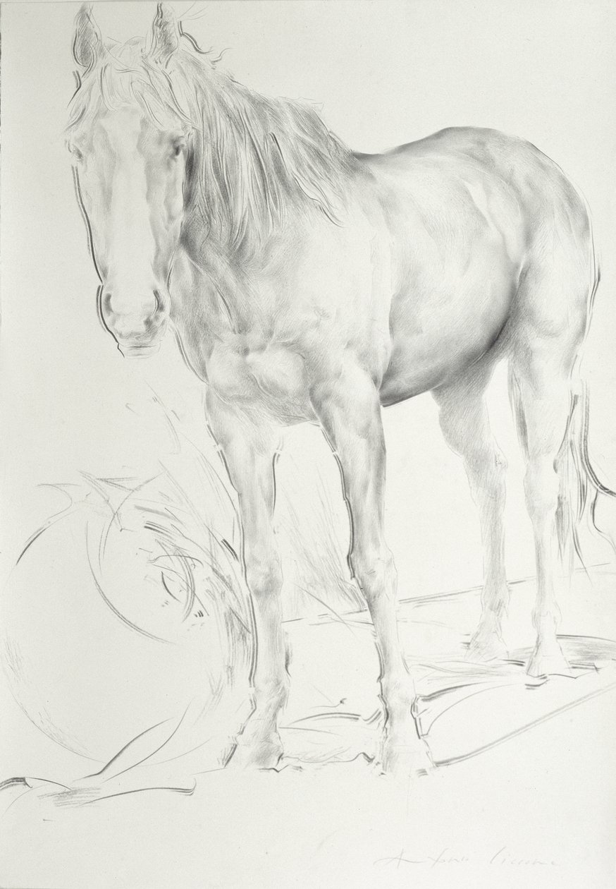 Horse at Coolmore, 1990 by Antonio Ciccone