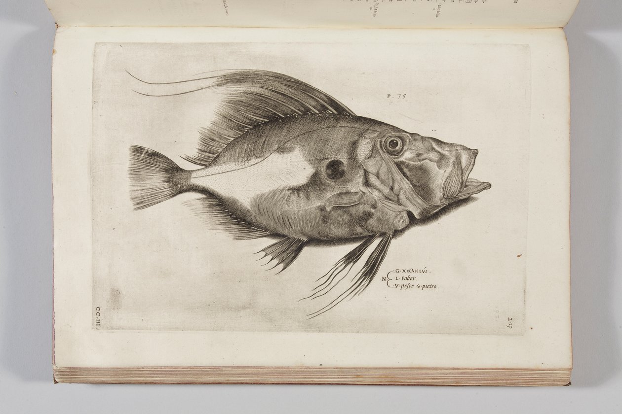 Illustration from 