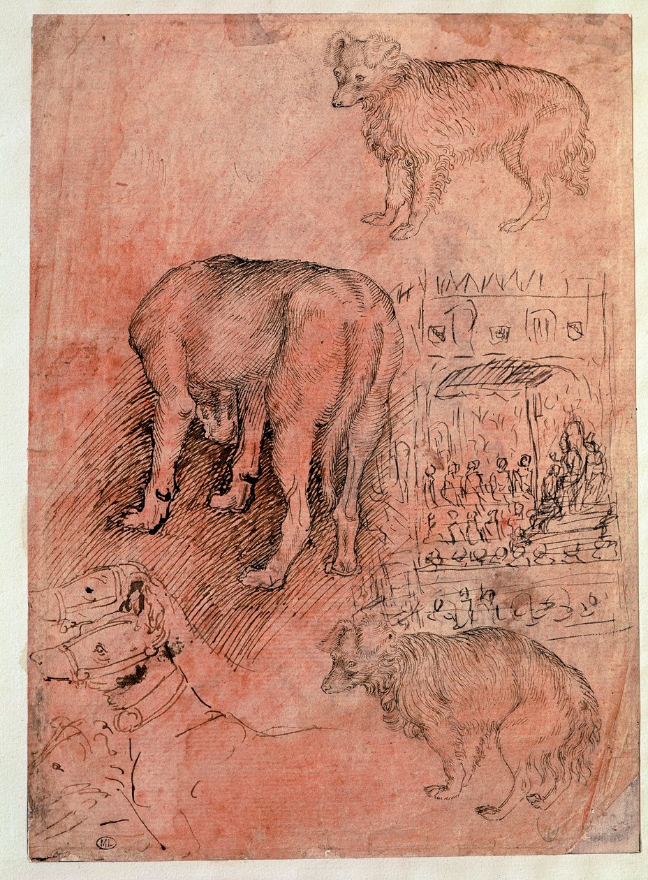 Dog Studies. Aulic Episode. Drawing by Antonio Pisano dit il Pisanello by Antonio Pisanello
