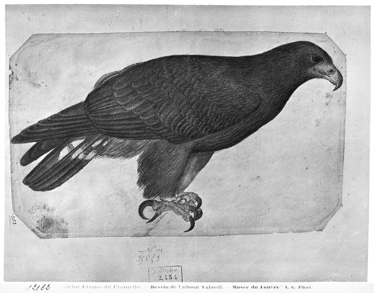 Hawk, from The Vallardi Album by Antonio Pisanello