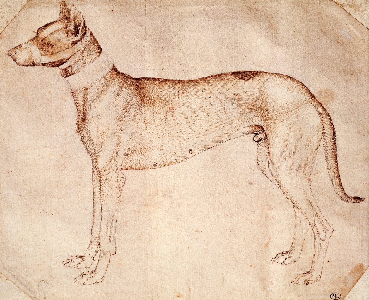 Study of hunt dog by Antonio Pisanello