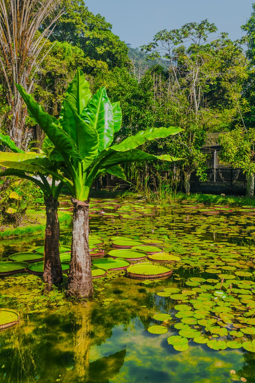 Jardim Amazonico by Antonio Schubert: Buy fine art prints