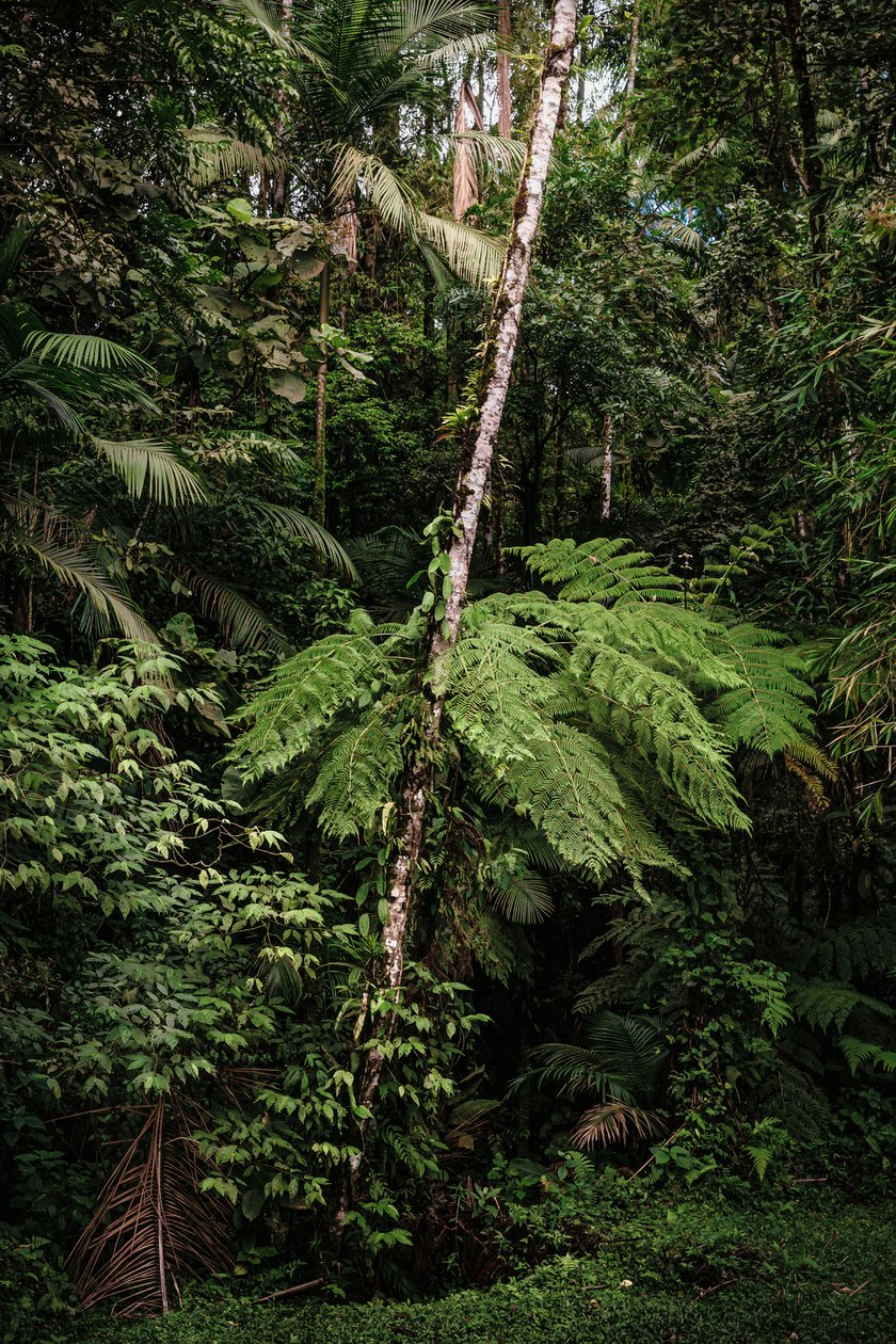 Mantiqueira XXXIV, 2015 by Antonio Schubert