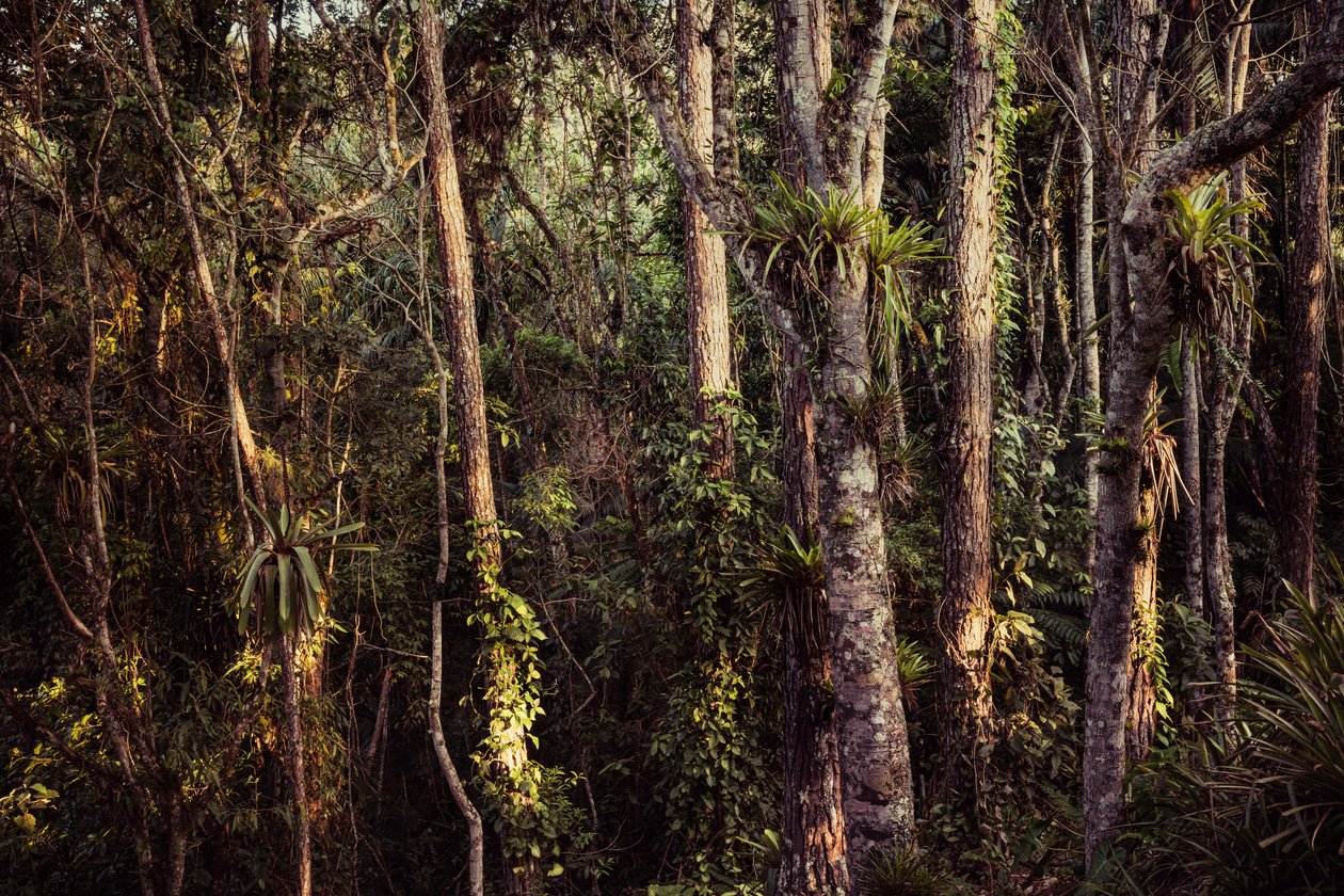 Rain Forest IV, 2021 by Antonio Schubert