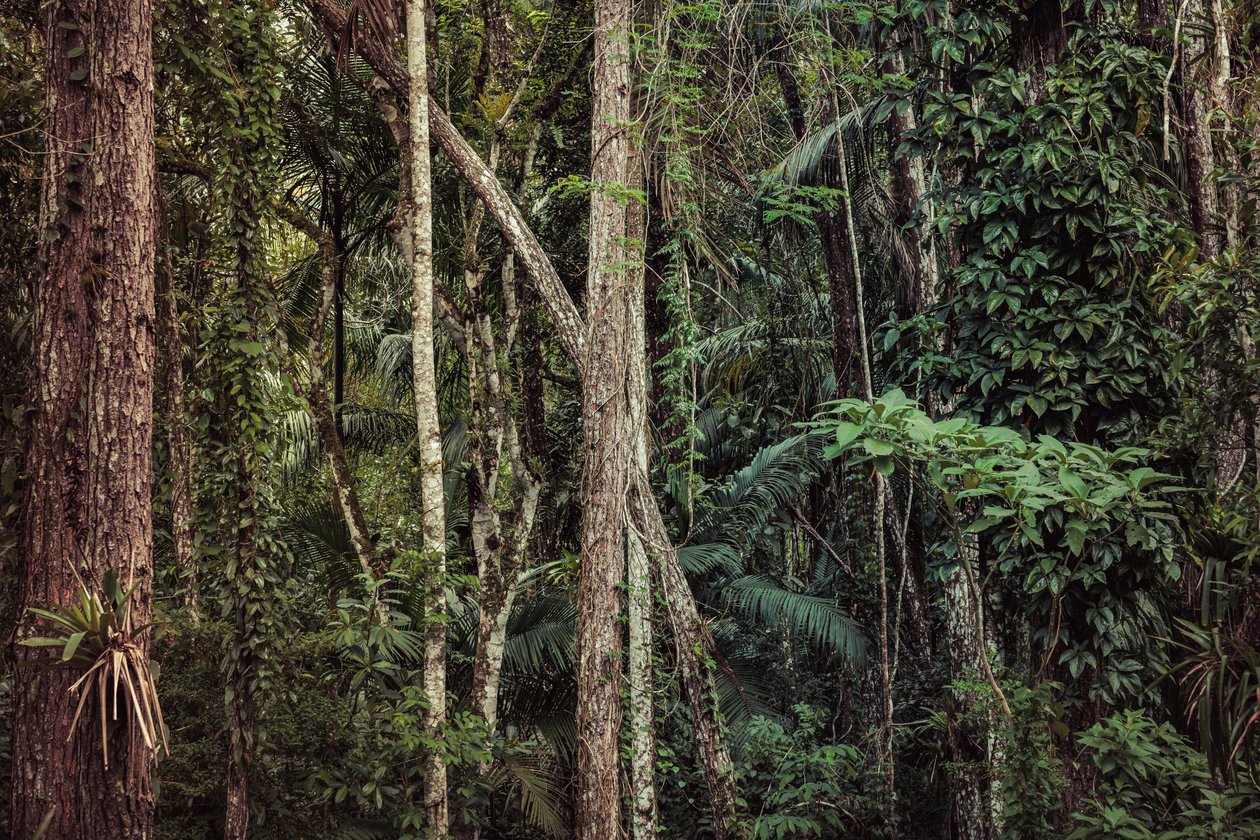 Rain Forest V, 2021 by Antonio Schubert