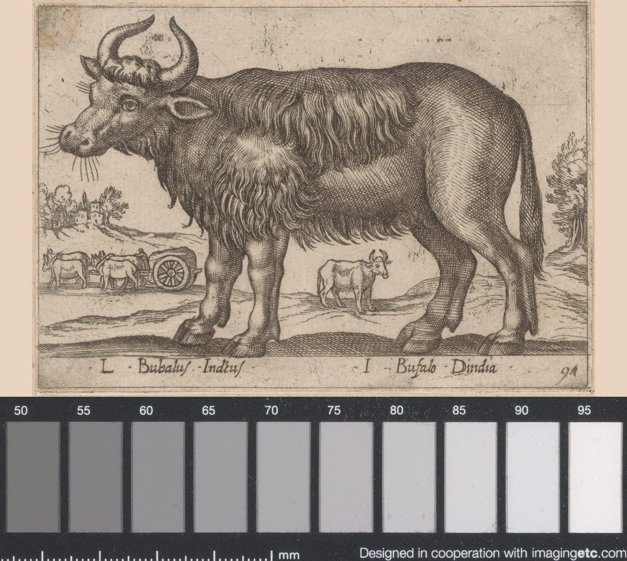 Buffalo by Antonio Tempesta