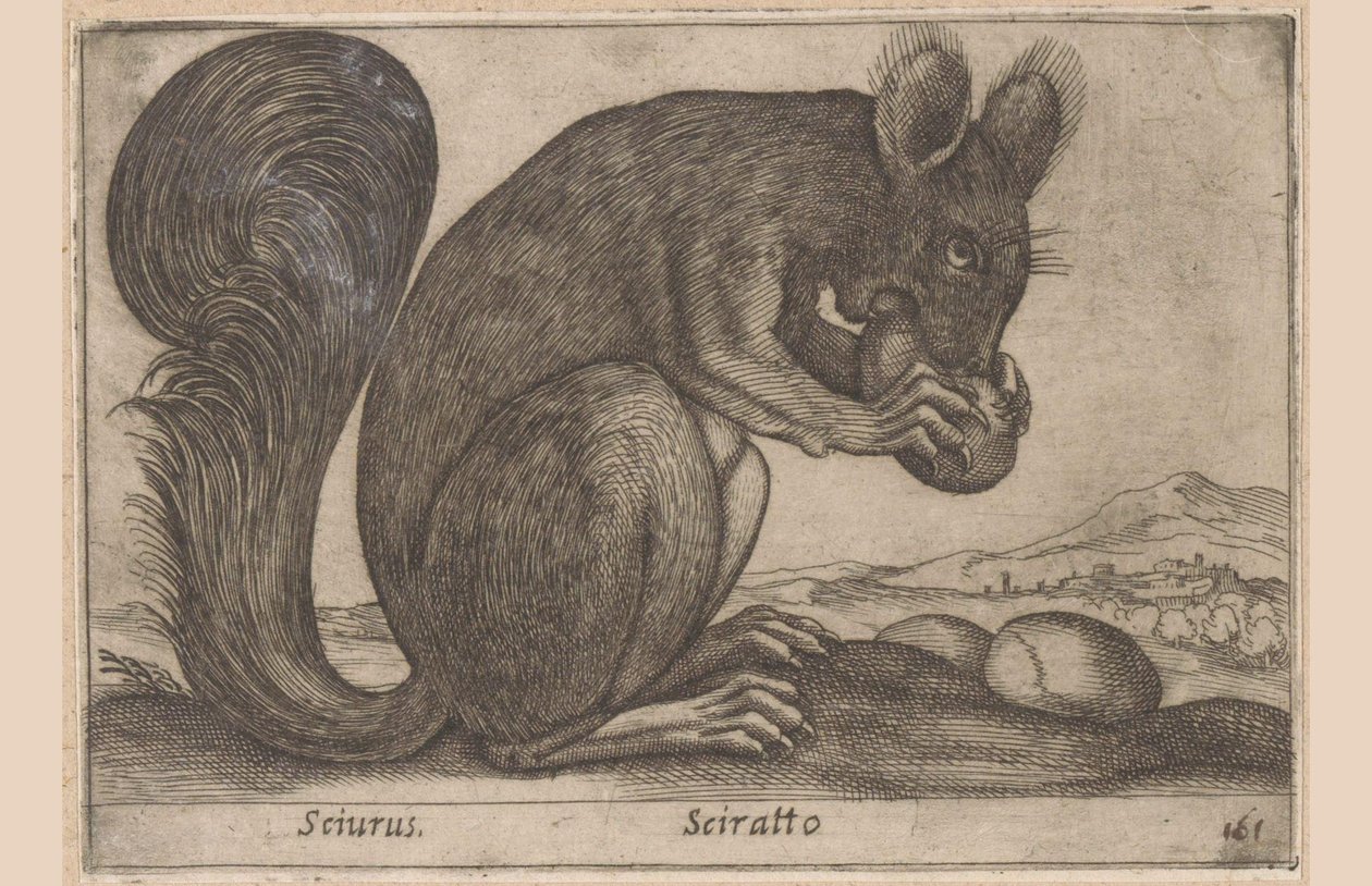 Squirrel (Sciurus, Sciratto, Animals and Fabulous Creatures, Nova raccolta de li animali piu curiosi del mondo) by Antonio Tempesta