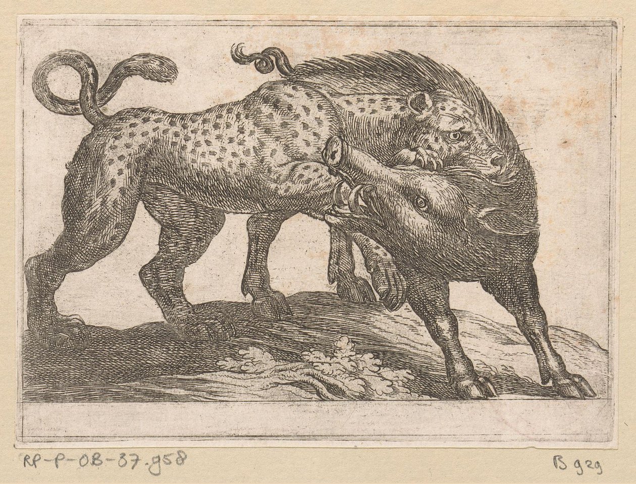 A Leopard Fighting with a Wild Boar Fighting Animals (series title) by Antonio Tempesta