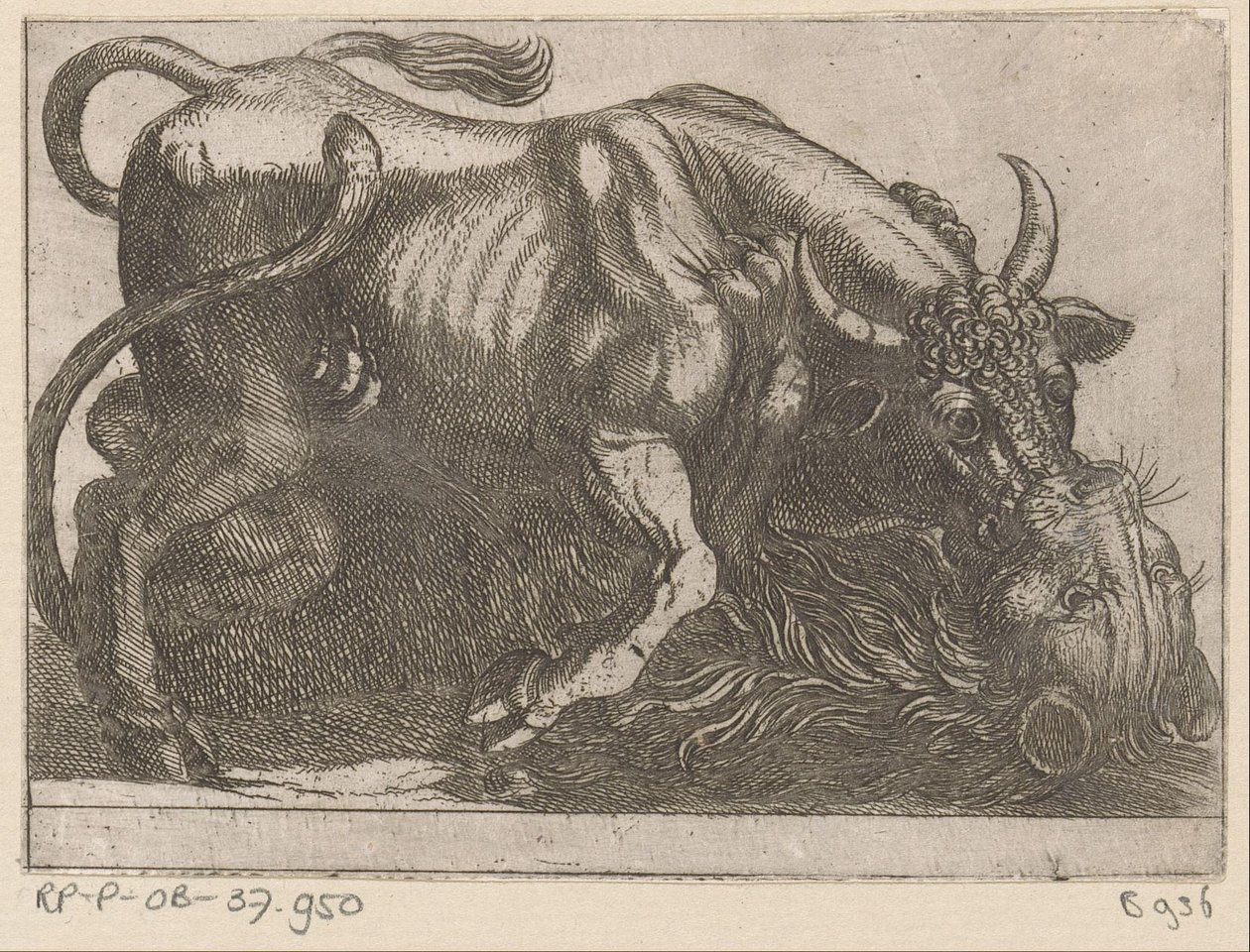 A Bull Fighting with a Lion by Antonio Tempesta