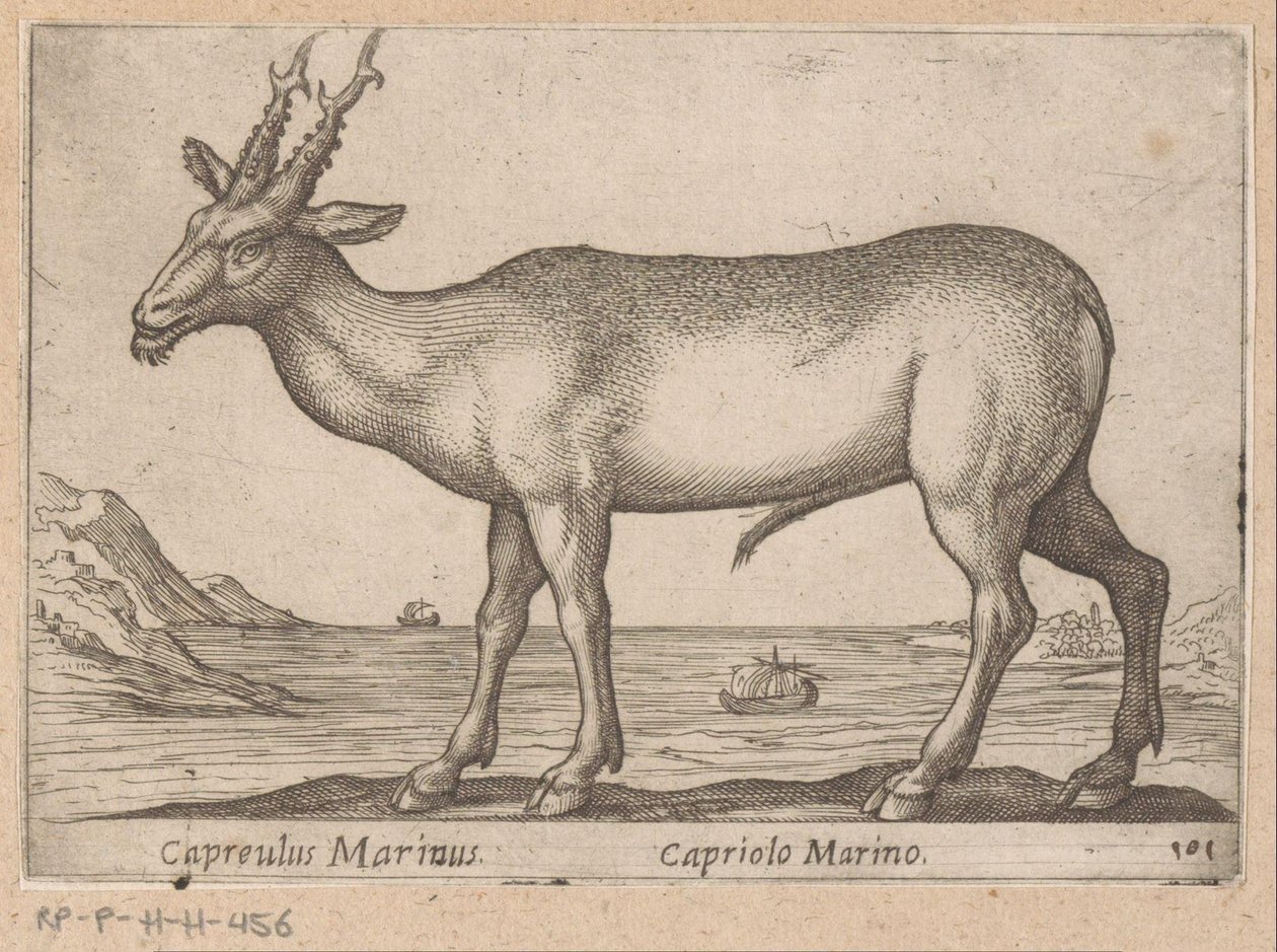 Deer (Capreulus Marinus/Capriolo Marino) (title on object) Animals and Fabulous Creatures (series title) Nova Raccolta de li Animali Piu Curiosi del Mondo (series title) by Antonio Tempesta