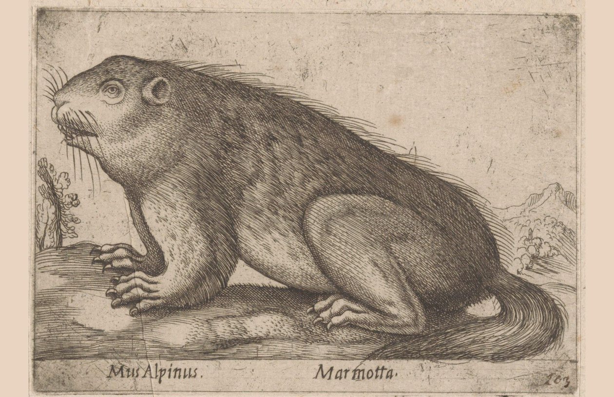 Marmot (title on object) Dieren en fabelwezens (series title) Nova raccolta de li animali piu curiosi del mondo (series title) by Antonio Tempesta