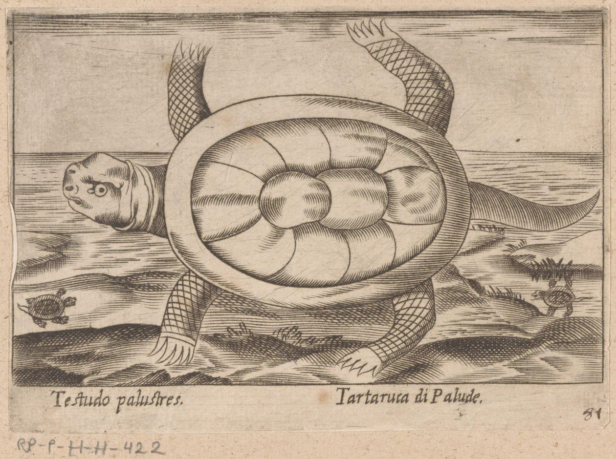 Marsh Turtle Testudo Palustres / Tartaruca di Palude (title on object) Animals and Mythical Creatures (series title) Nova Raccolta de li Animali Piu Curiosi del Mondo (series title) by Antonio Tempesta