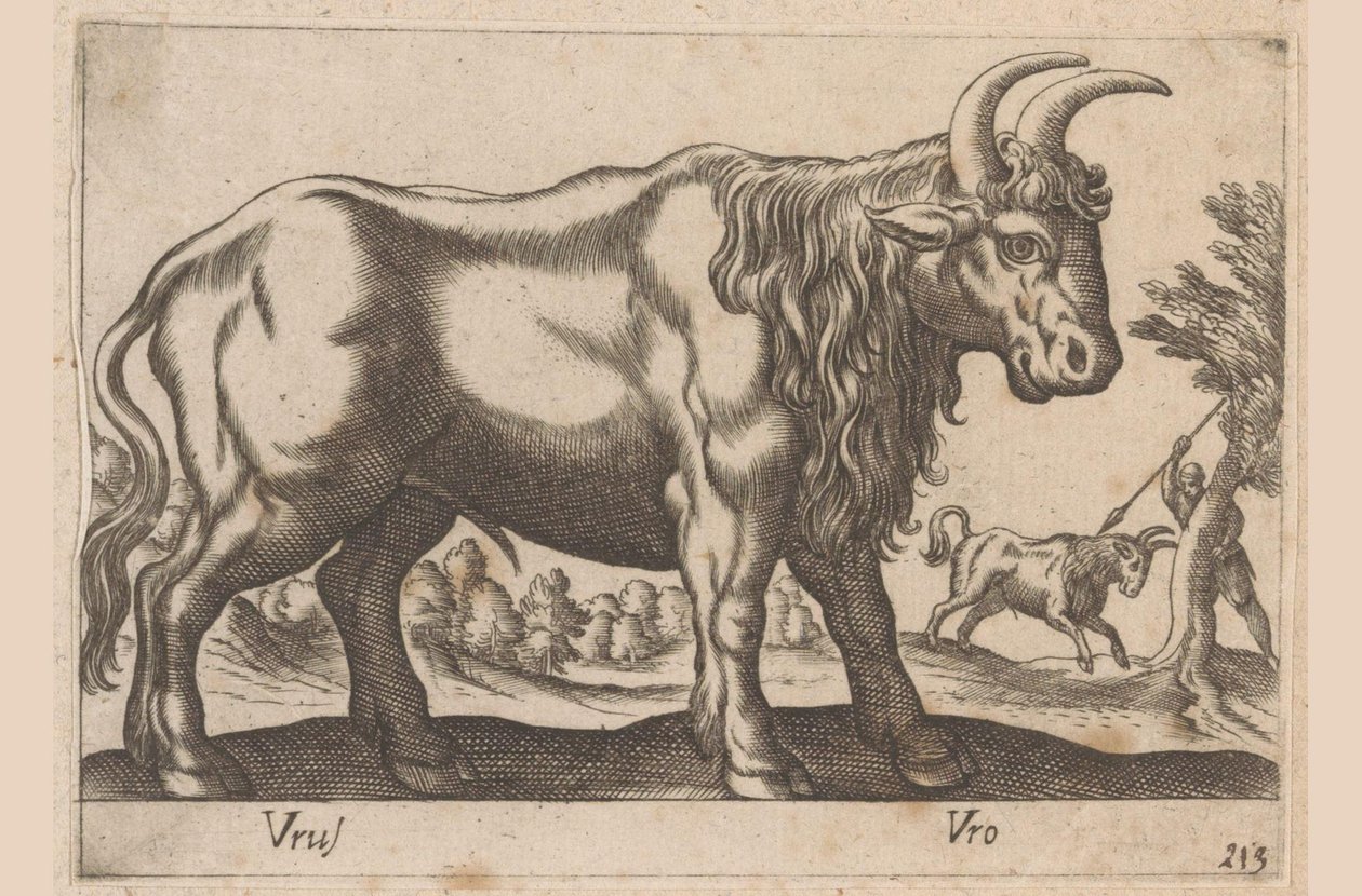 Bull (series title: Animals and Mythical Creatures, Nova raccolta de li animali piu curiosi del mondo) by Antonio Tempesta