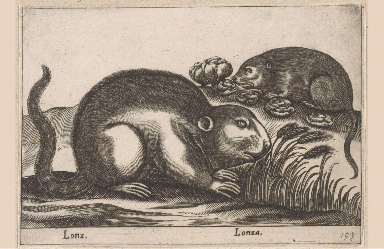Two muskrats, Lonx, Lonza, Animals and mythical creatures (series title), Nova raccolta de li animali piu curiosi del mondo (series title) by Antonio Tempesta