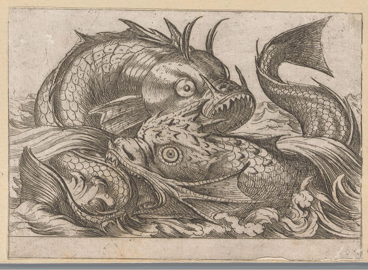 Two Fighting Fish (Fighting Animals) by Antonio Tempesta