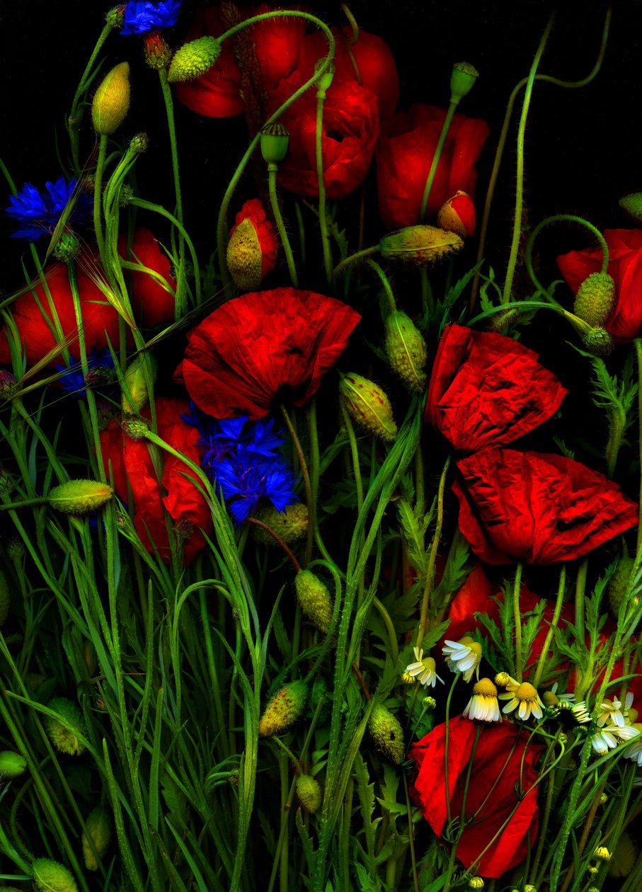 Artfloral Poppy 1 by Antonius Antonius