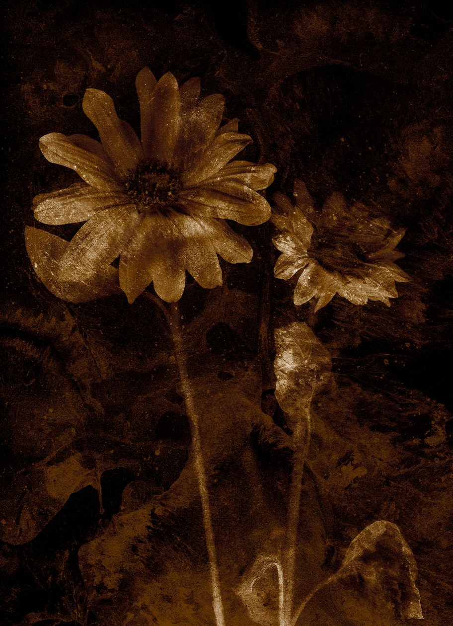 Flower by Antonius Antonius