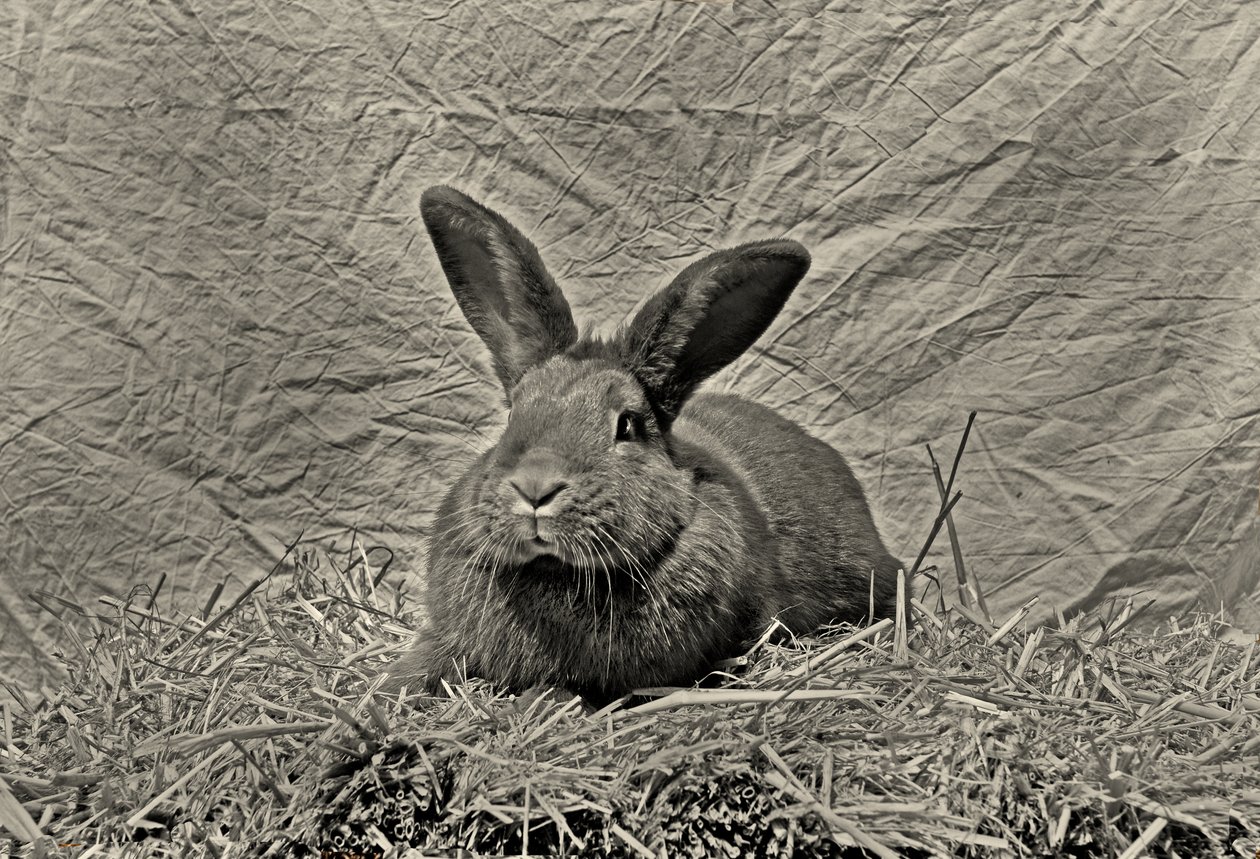 Goodbye Durer by Antonius Antonius