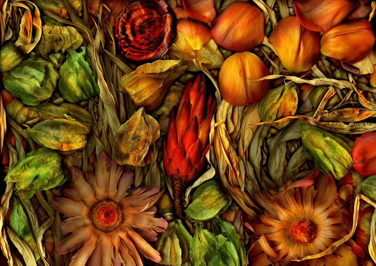 Magic Garden-Jungle 3, 2013 by Antonius Antonius