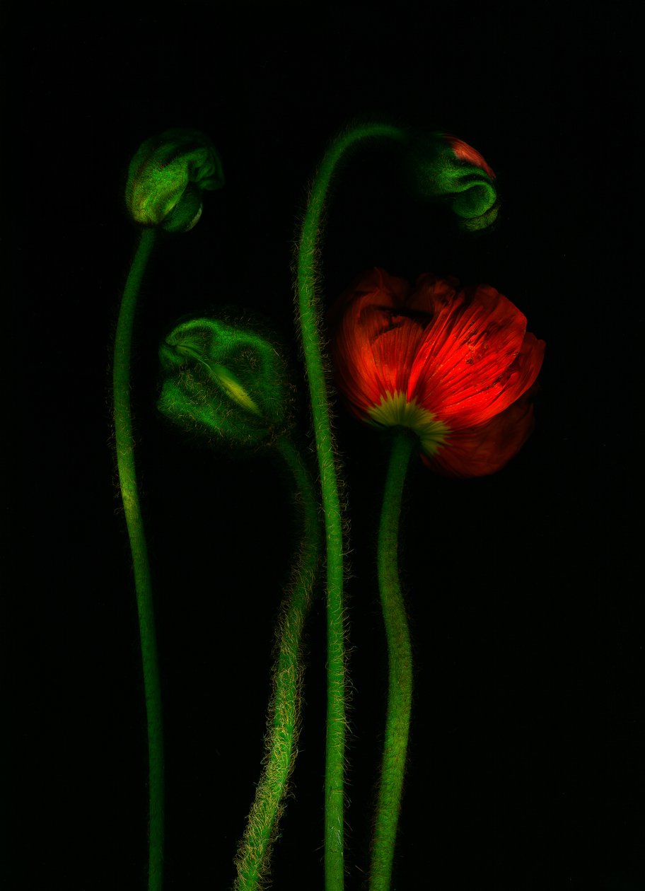 EarthArt -Poppy, 2008 by Antonius Antonius