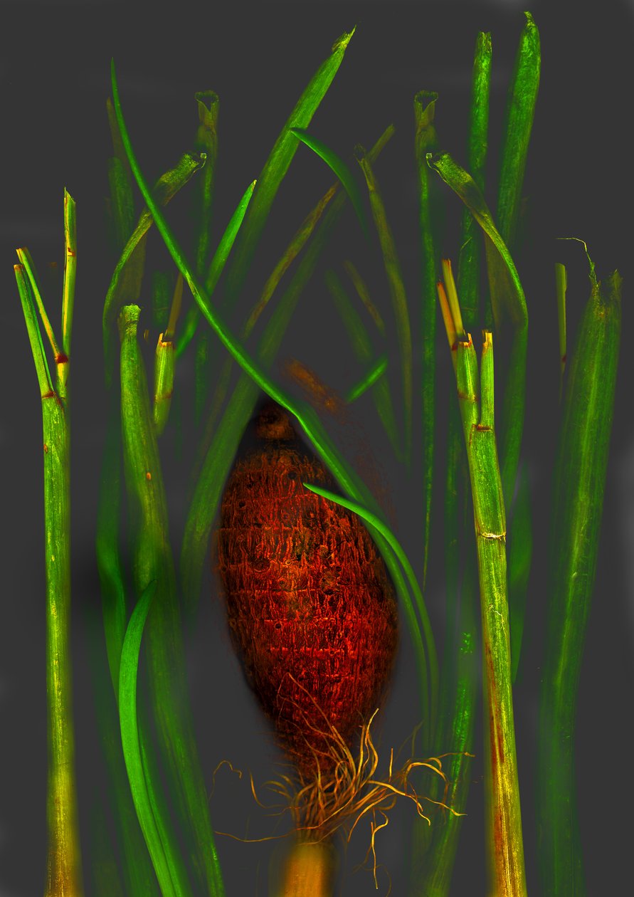 Jungle Fruit by Antonius Antonius