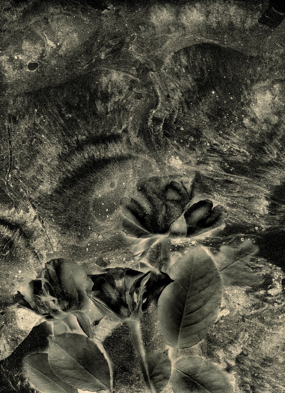 Mono Roses by Antonius Antonius: Premium art reproduction