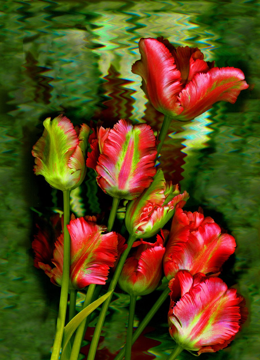 Tulips No.11 by Antonius Antonius